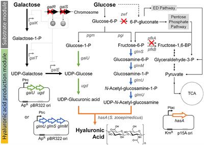 Metabolic Engineering of Escherichia coli for the Production of Hyaluronic Acid From Glucose and Galactose